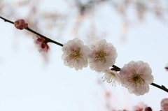 春到来