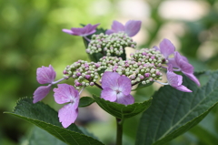 紫陽花　今日は晴れ!