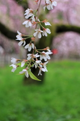 京都御所