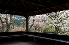 桜舞台