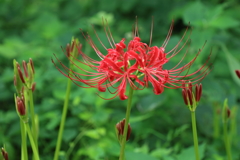 曼珠沙華