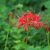 曼珠沙華