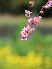 春めいて