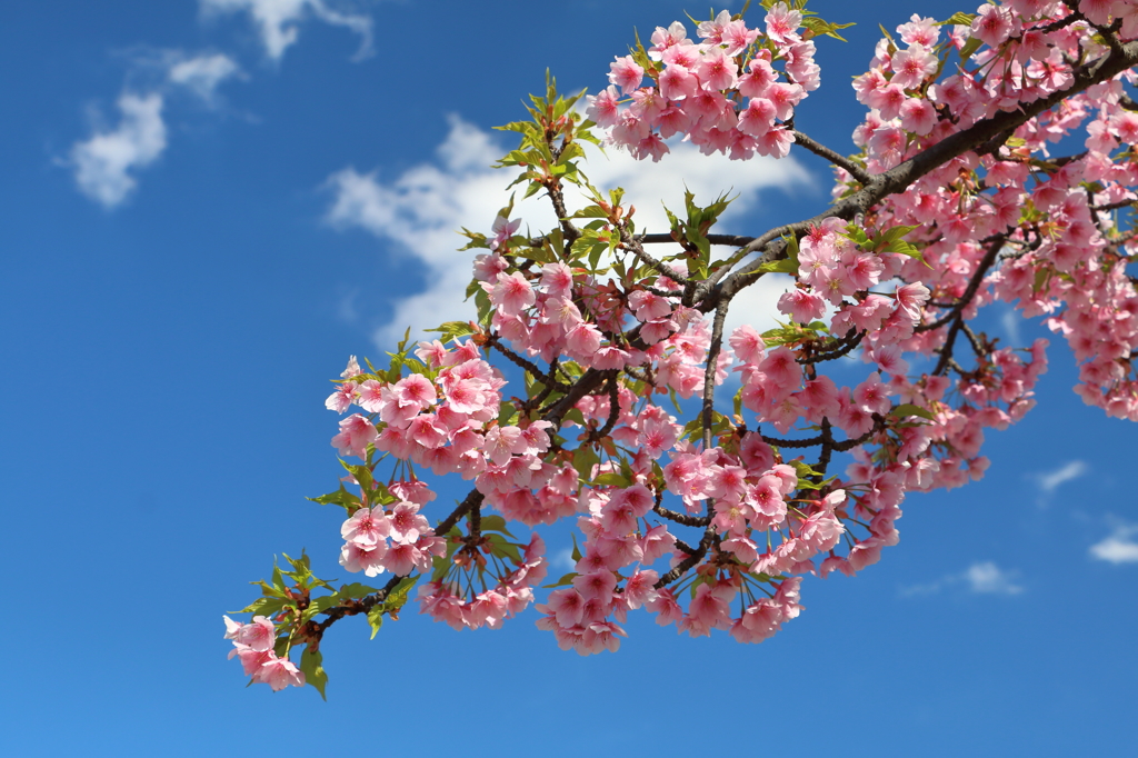 花は咲く