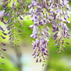 桜の後は