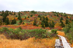 八甲田山　毛無岱