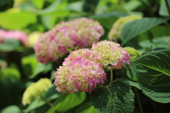万葉の紫陽花