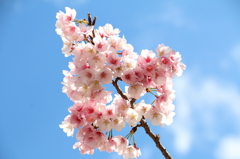 花は咲く