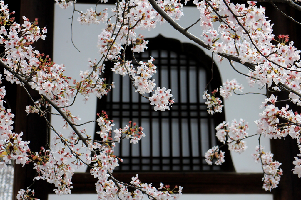 京都　金戒光明寺の桜