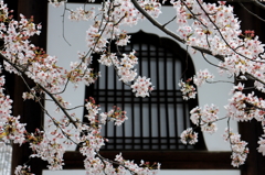 京都　金戒光明寺の桜