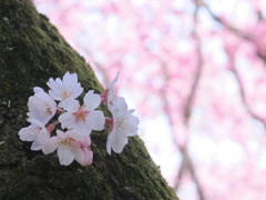 カワイイね!