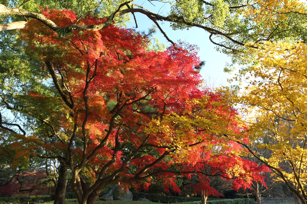 京都御苑