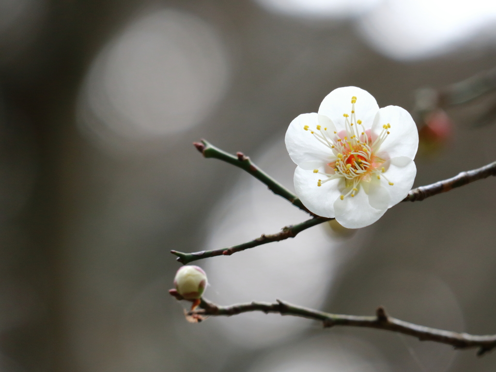 春の香り