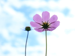 秋空と秋桜