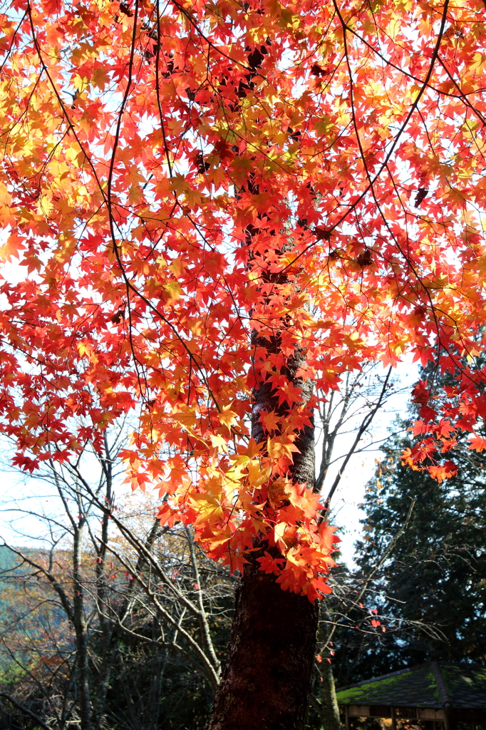 紅葉すだれ
