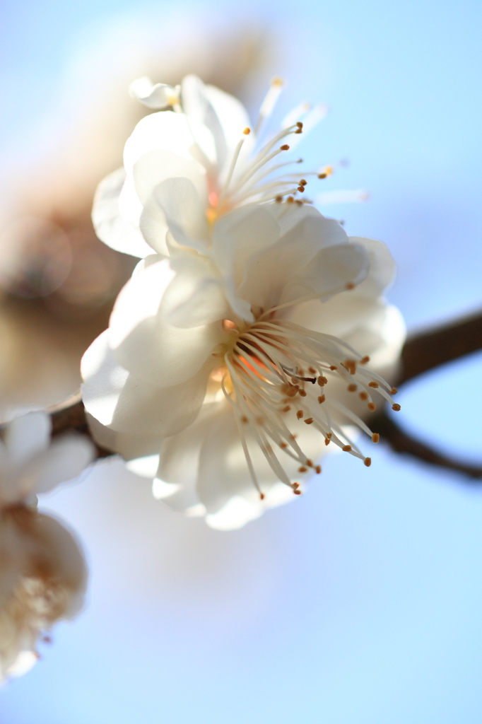花の文化園