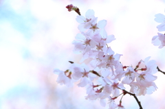 花は咲く