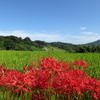 明日香の秋
