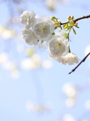 清らかに咲け