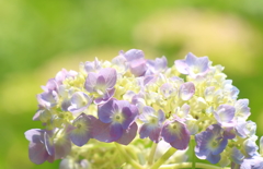 紫陽花の陽