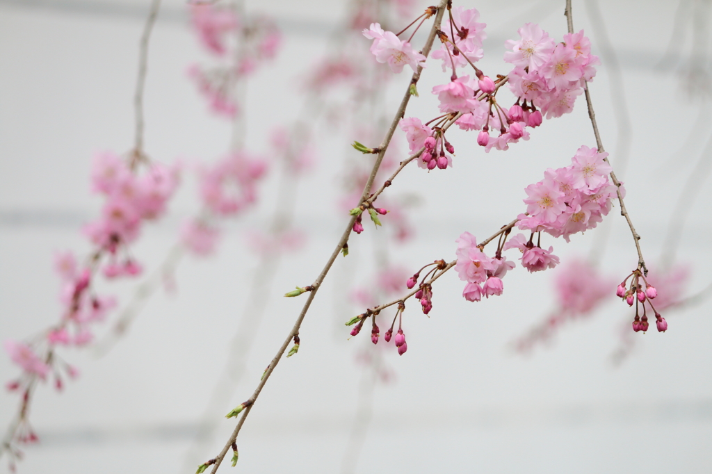 京　西陣桜巡り