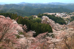 桜山里2