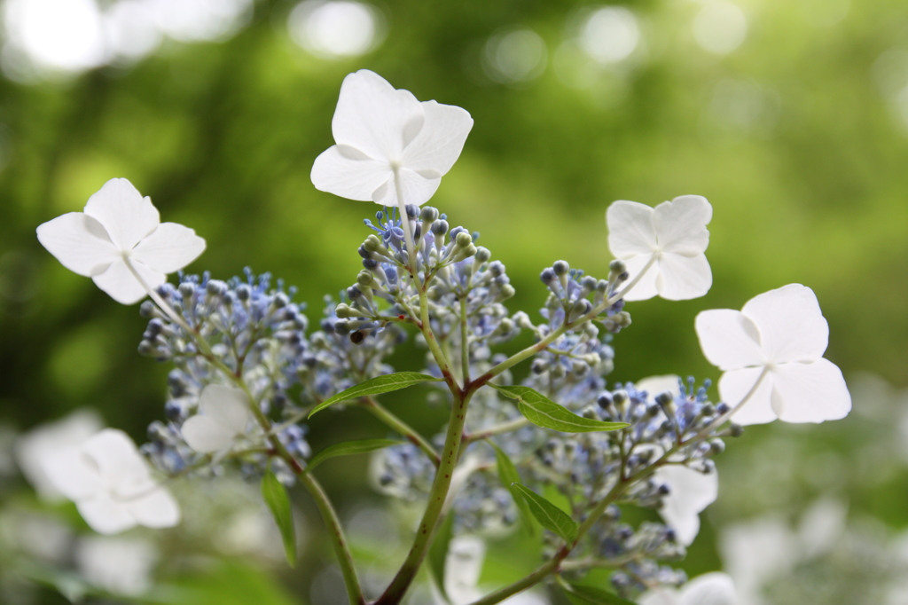 下から紫陽花2