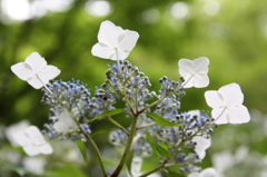 下から紫陽花2