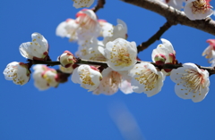 春の兆し