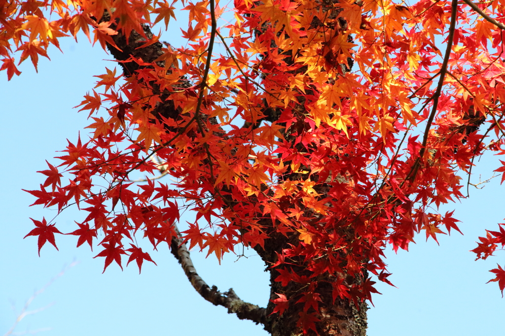 紅葉吉野