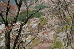 吉野桜