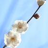春の兆し