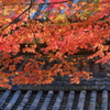 善峯寺彩色