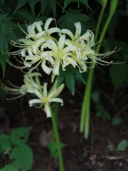 曼珠沙華