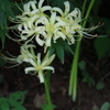 曼珠沙華
