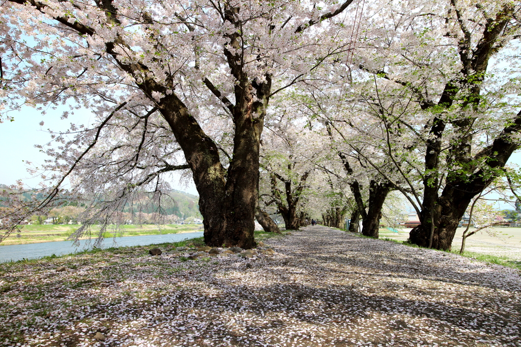 桜の道