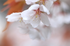 京都御苑