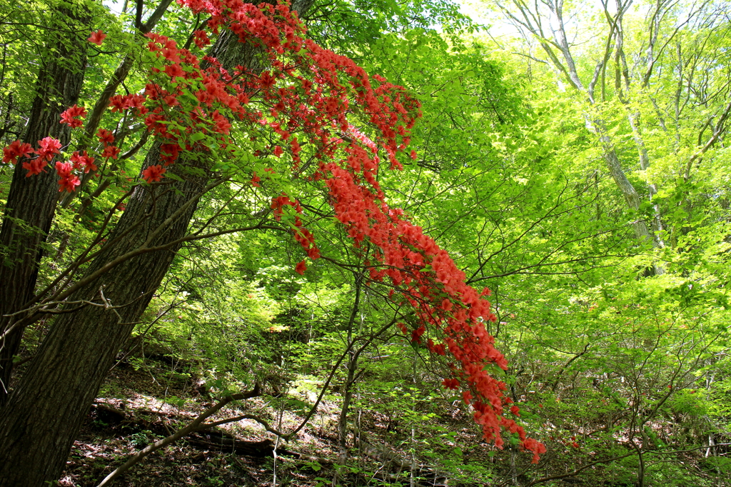 山つつじ3