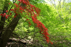 山つつじ3