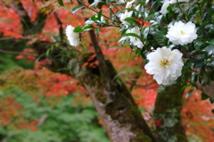 延命寺