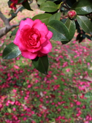 山茶花