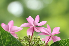 味狭藍の八重咲くごとく