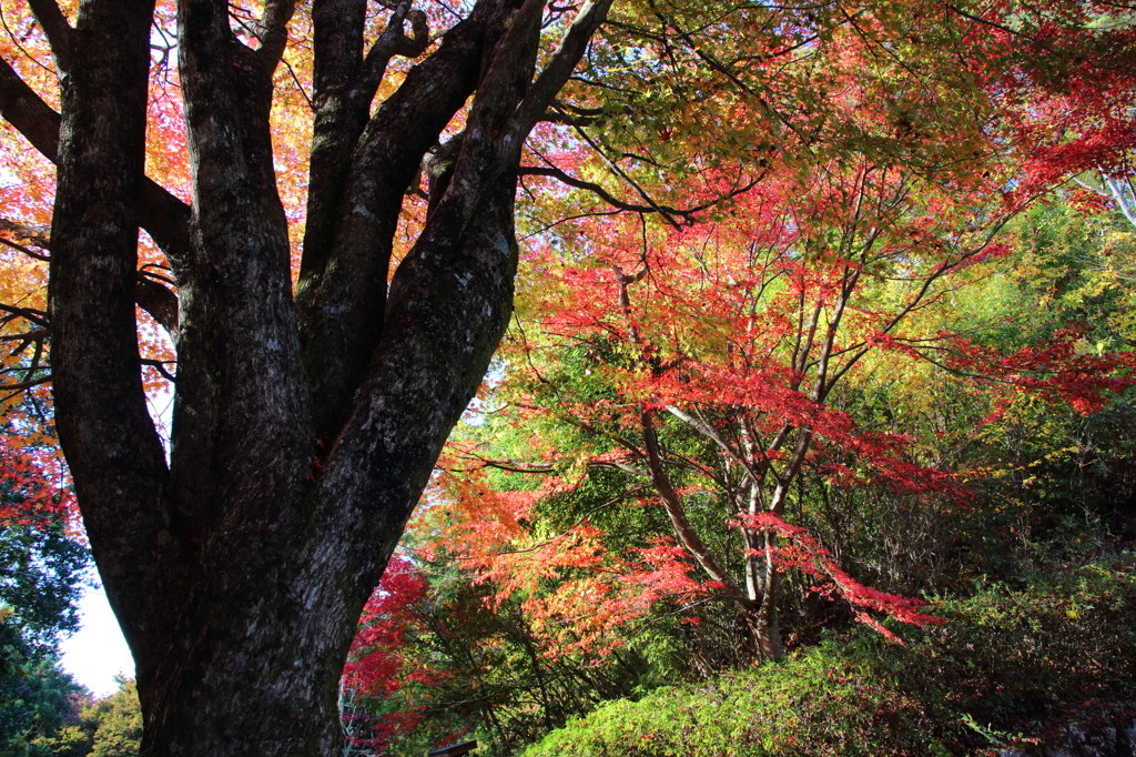 紅葉吉野9