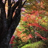 紅葉吉野9