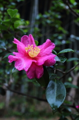 鎌倉散歩　瑞々山茶花