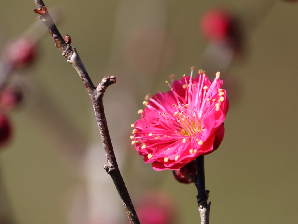 早春花