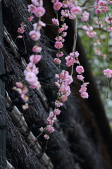 鎌倉早春