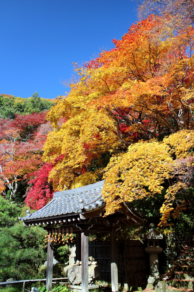 京都大原野　金蔵寺