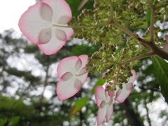 下から紫陽花