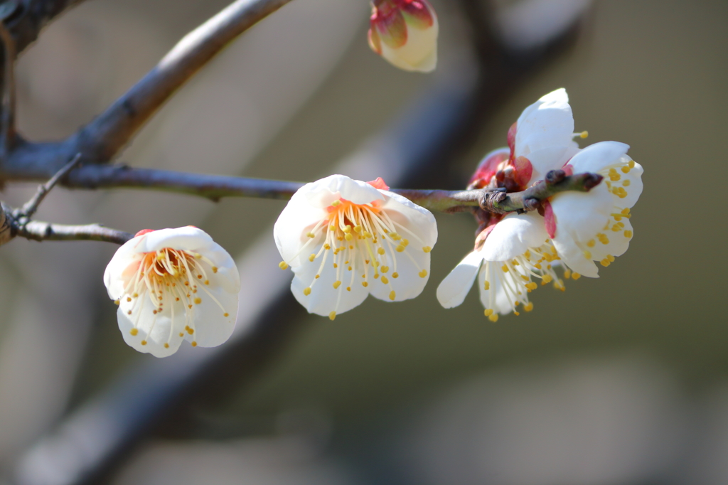 早春花